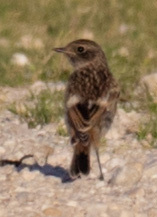 European Stonechat