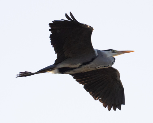 Grey Heron