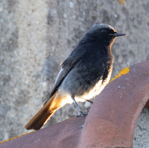 Black Redstart