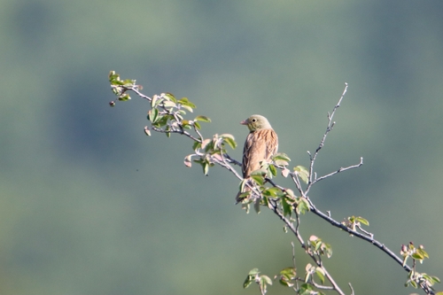 Ortolan Bunting