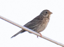 Corn Bunting