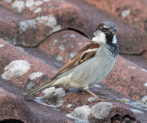 House Sparrow