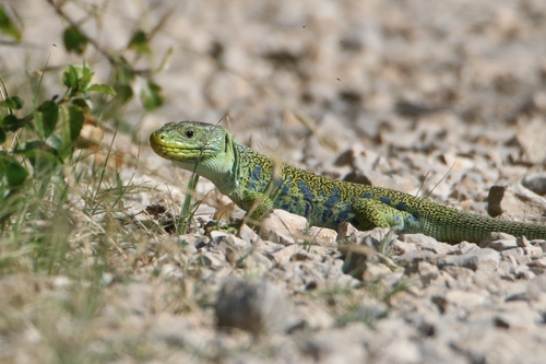 Ocellated Lizard