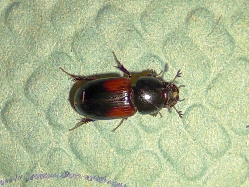 Nialus varians
