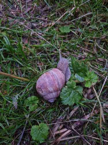 Roman Snail
