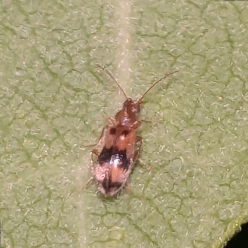 Notoxus calcaratus
