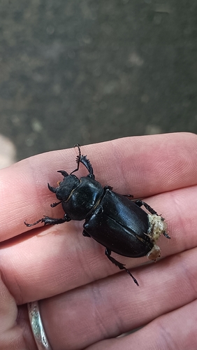 European Stag Beetle