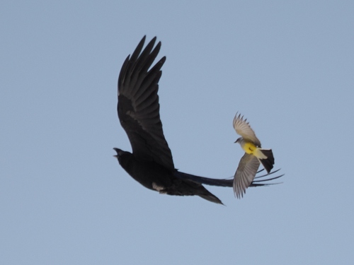 Chihuahuan Raven