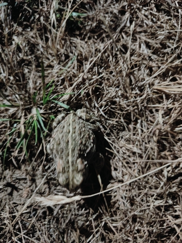 Natterjack Toad