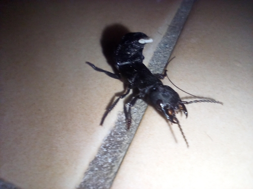 Devil's Coach Horse Beetle