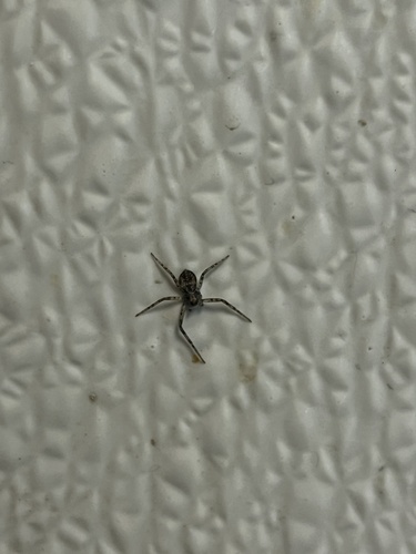iNaturalist observation photo of Running Crab Spiders