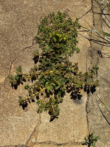 Asthma Plant