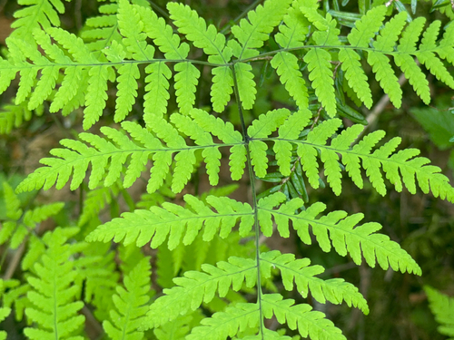 Pacific oak fern