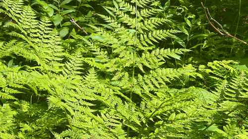 spreading wood fern