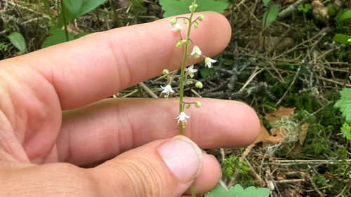 Threeleaf Foamflower