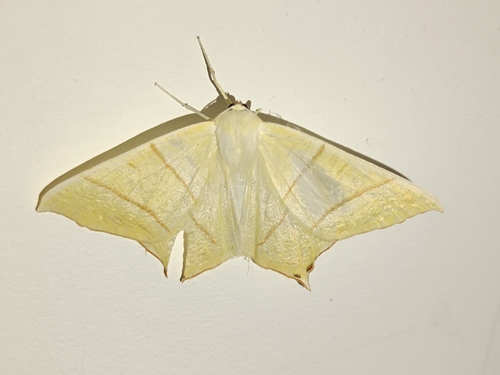 Swallow-tailed Moth