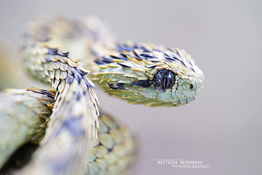 Photographs of the second known specimen of Atheris hirsuta