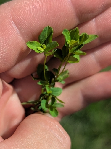 Reticulate-seeded Spurge
