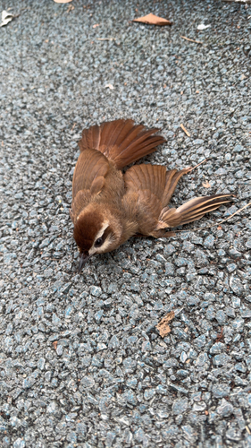 White-browed Laughingthrush