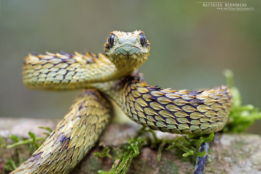 CalPhotos: Atheris hispida; Bristly Bush Viper