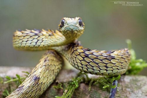 African Hairy Bush Viper