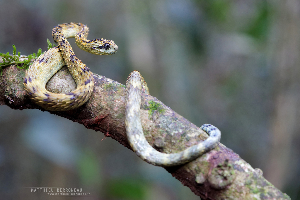 Hairy bush viper (Atheris hispida) on black background Stock Photo - Alamy