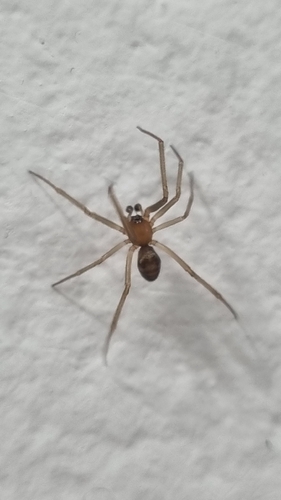 False Black Widow