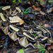 Gaboon Viper - Photo (c) Matthieu Berroneau, all rights reserved, uploaded by Matthieu Berroneau