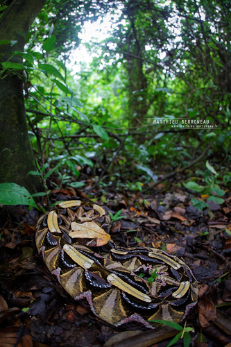 Gaboon Viper