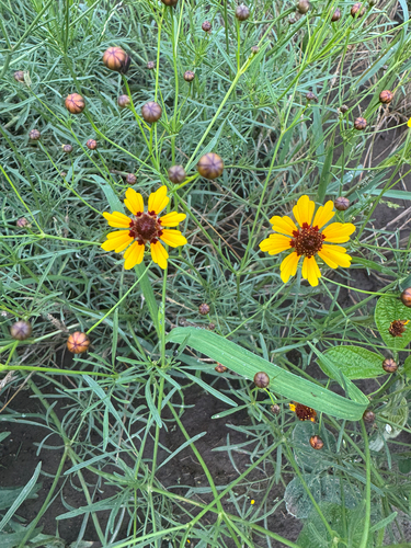 plains coreopsis