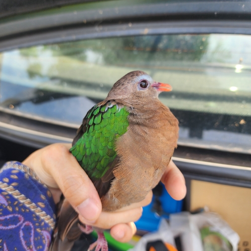Asian Emerald Dove