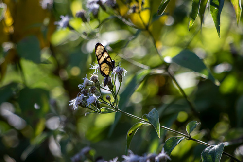 Dero Clearwing