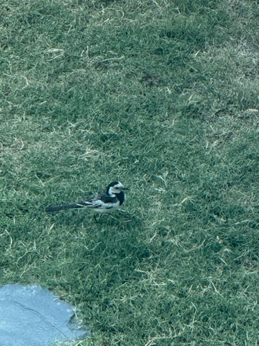 White Wagtail