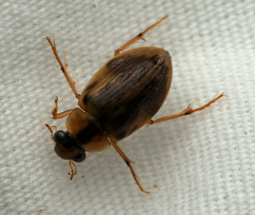 Berosus miles