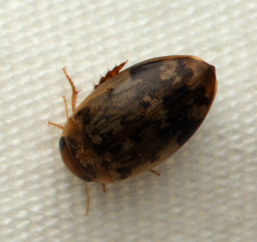 Laccophilus fasciatus