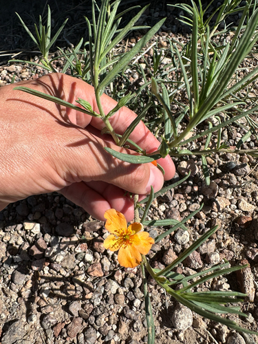 Orange Flameflower