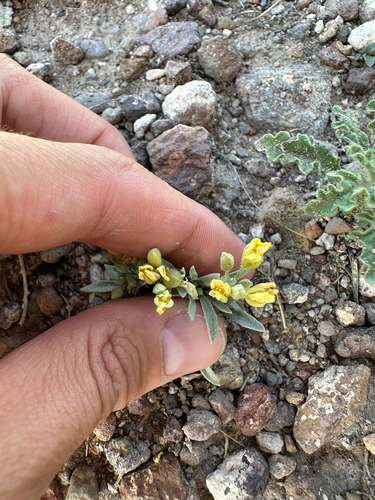 Fendler's bladderpod