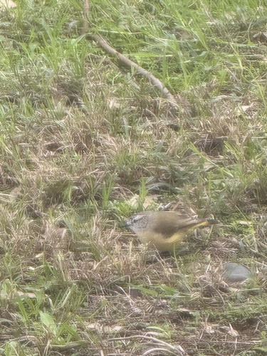 Yellow-rumped Thornbill