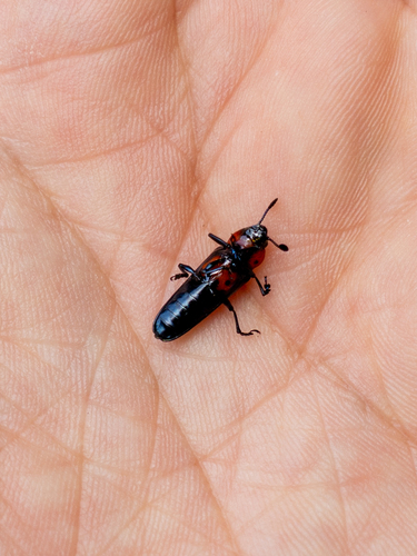 Megalanguria gravis