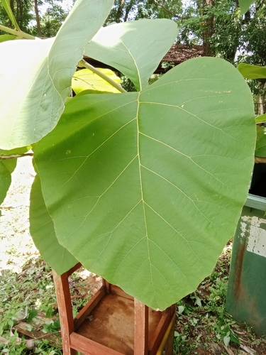 Teak