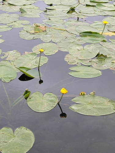 yellow water-lily