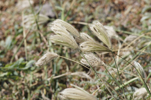 Feather Finger Grass