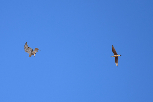 Ferruginous Hawk