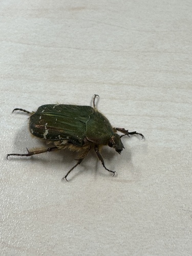 Cetonia pilifera pilifera