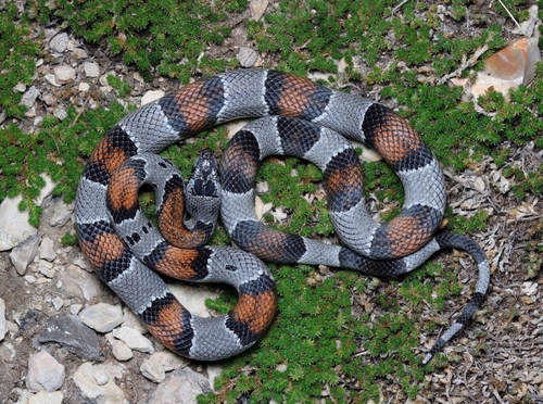 Gray-banded Kingsnake