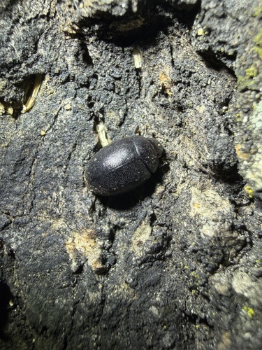 Hyporhagus