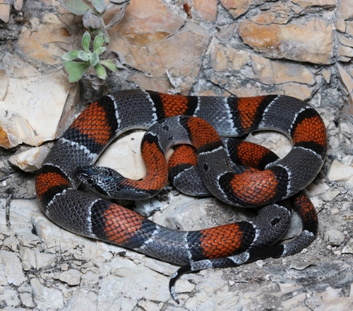 Gray-banded Kingsnake