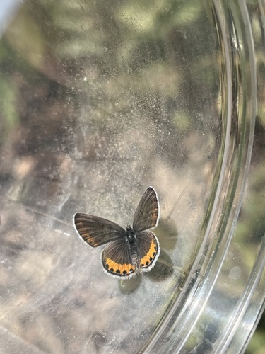iNaturalist observation photo of Acmon Blue
