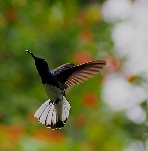 White-necked Jacobin