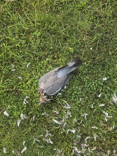 Common Wood-Pigeon